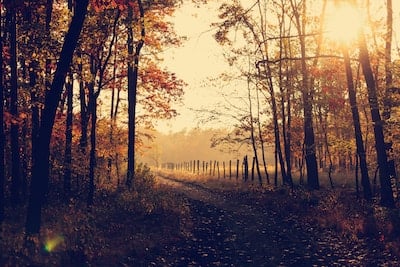 autumn road.jpg