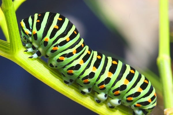 caterpillar-1421498_640