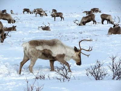 reindeer-2524817_640.jpg