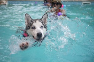 Dog_swimming
