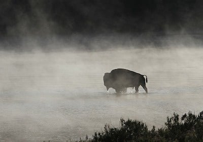 bison-1323655_640