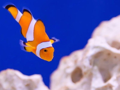 Clownfish