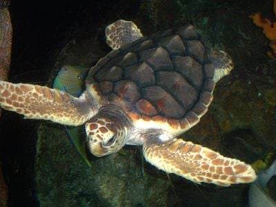 loggerhead