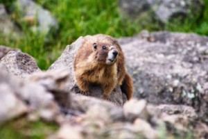 marmot-on-boulder